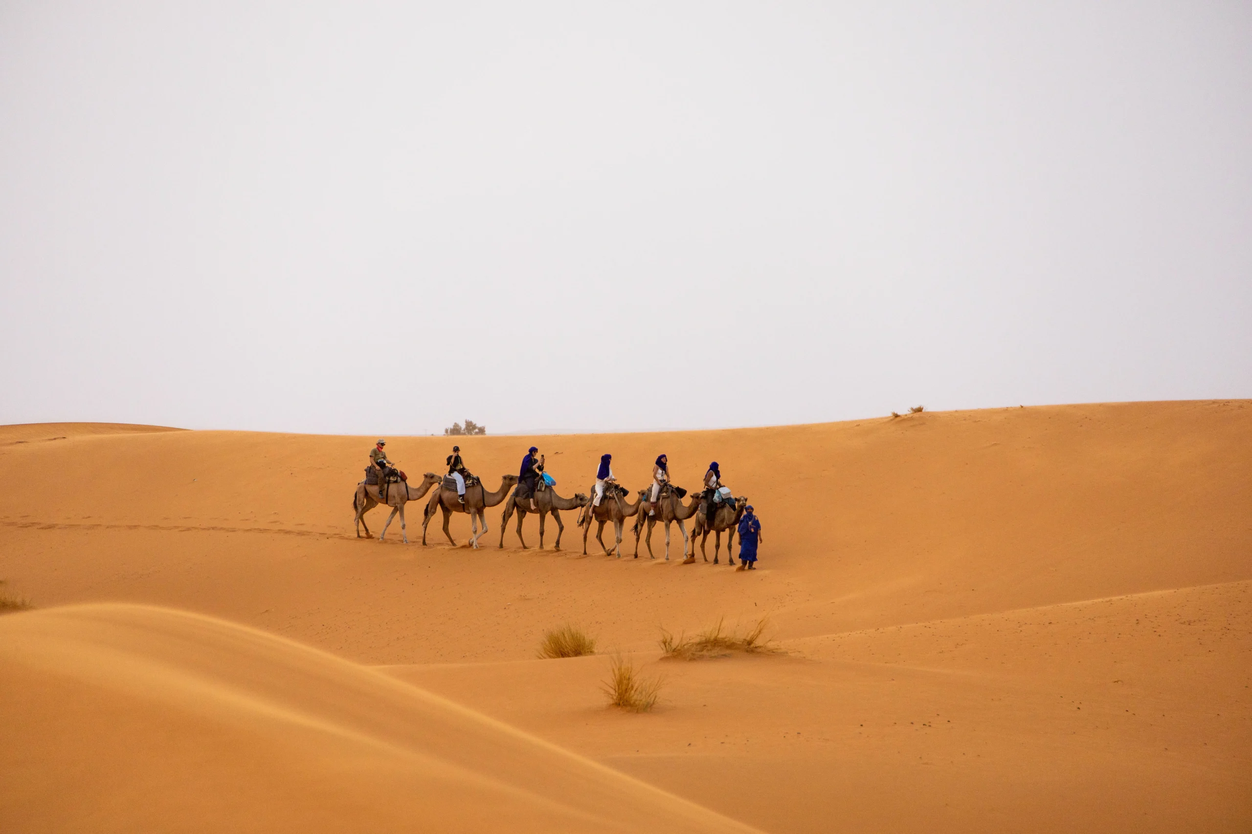 Kamelen in de woestijn van Marokko