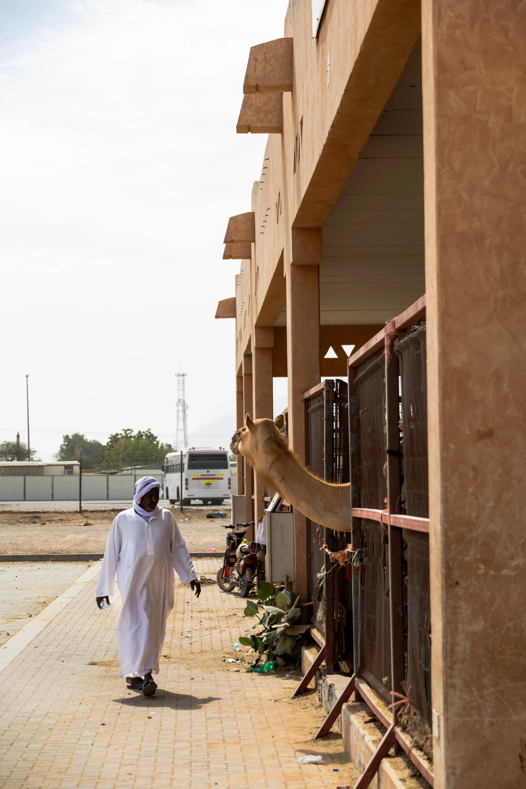 Kamelenmarkt in Al Ain VAE