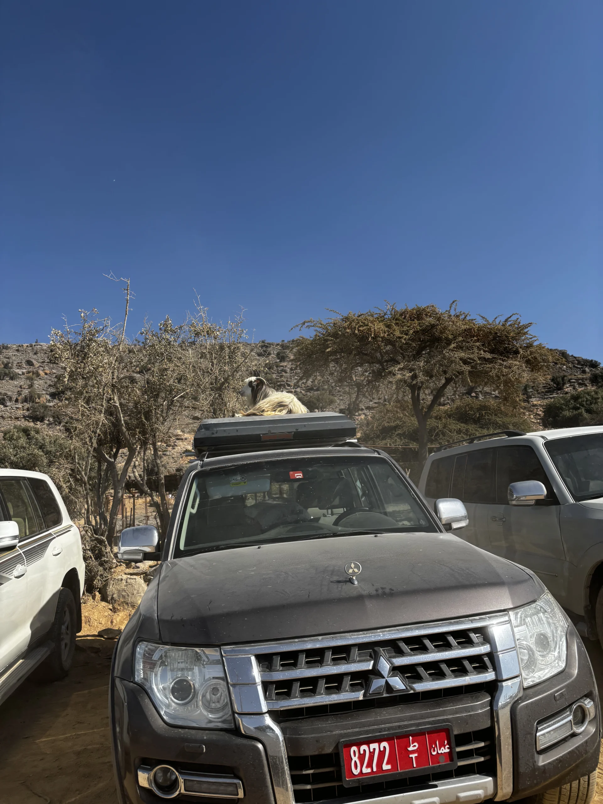 Auto met geit Jebel Shams