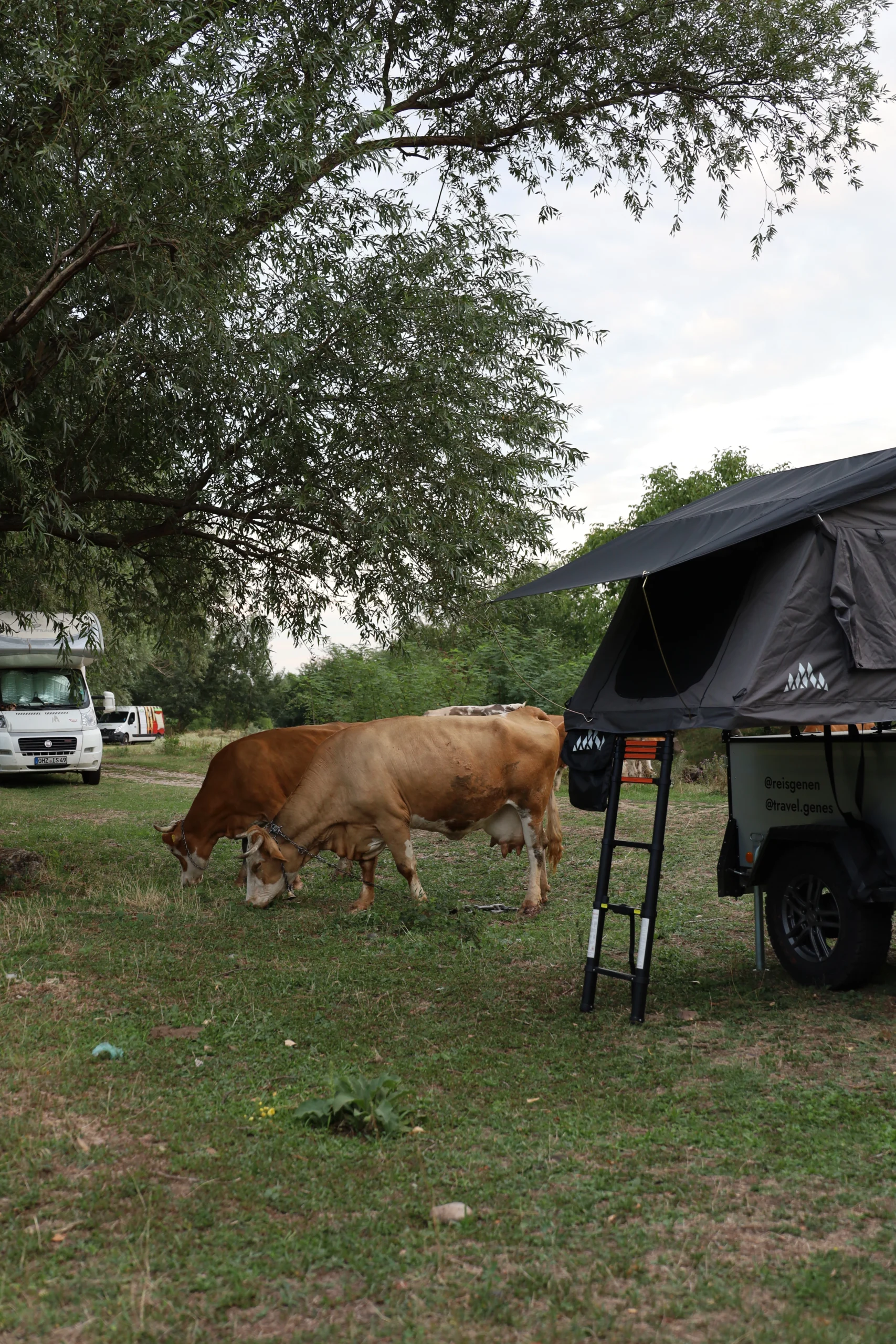 Wildkamperen in Roemenie
