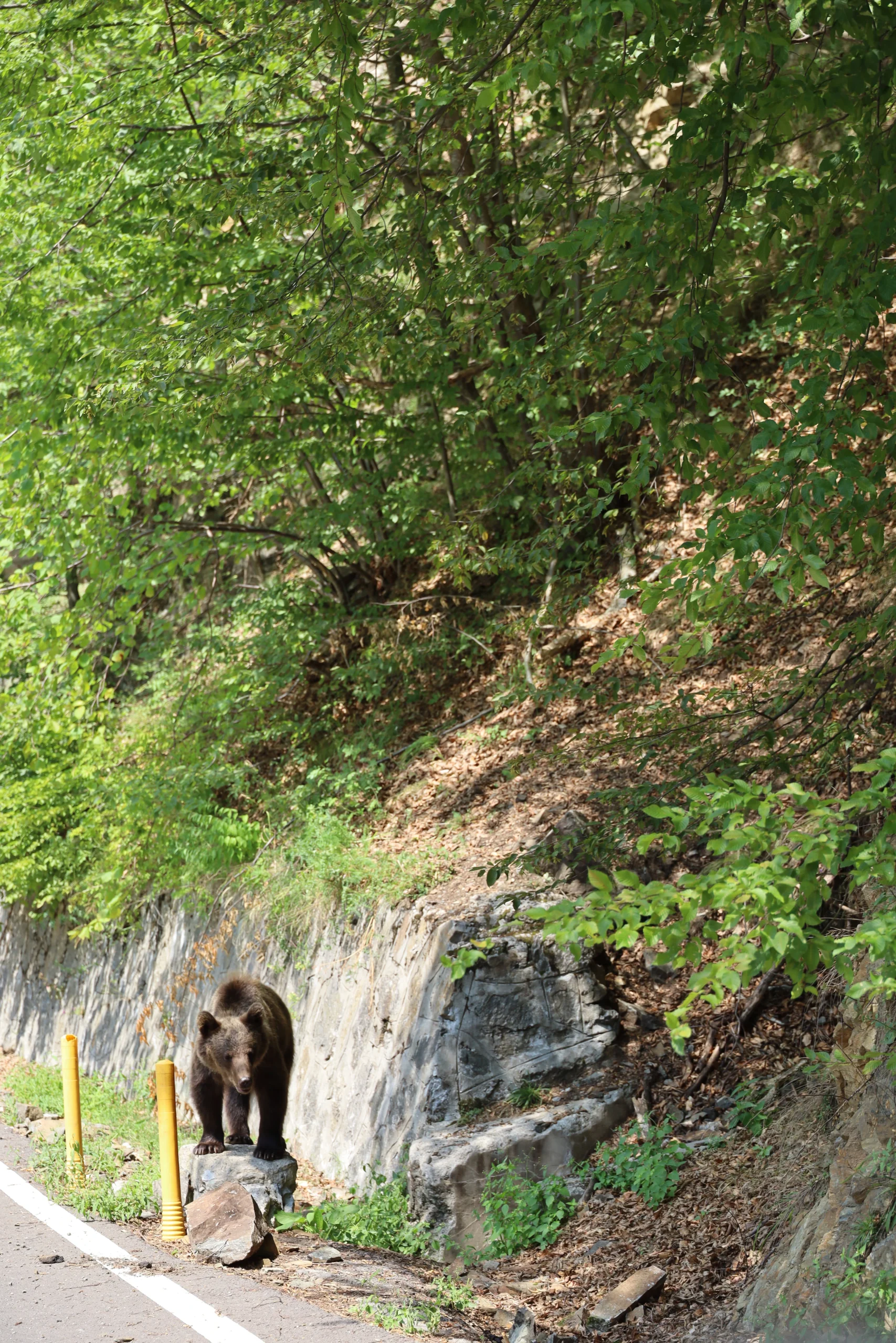 beren langs de weg van Transfăgărășan weg in Roemenie