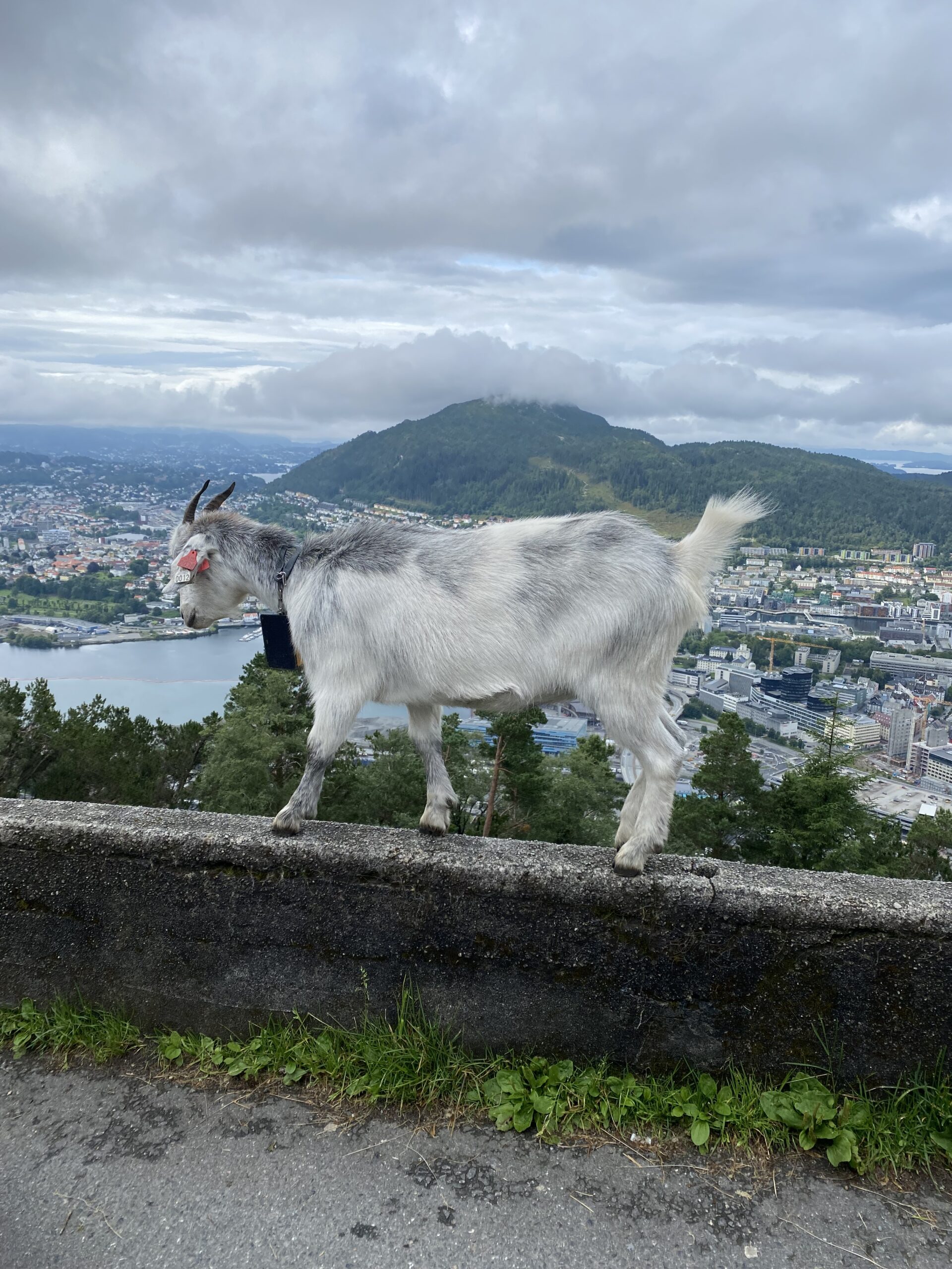 Berggeit Bergen Noorwegen