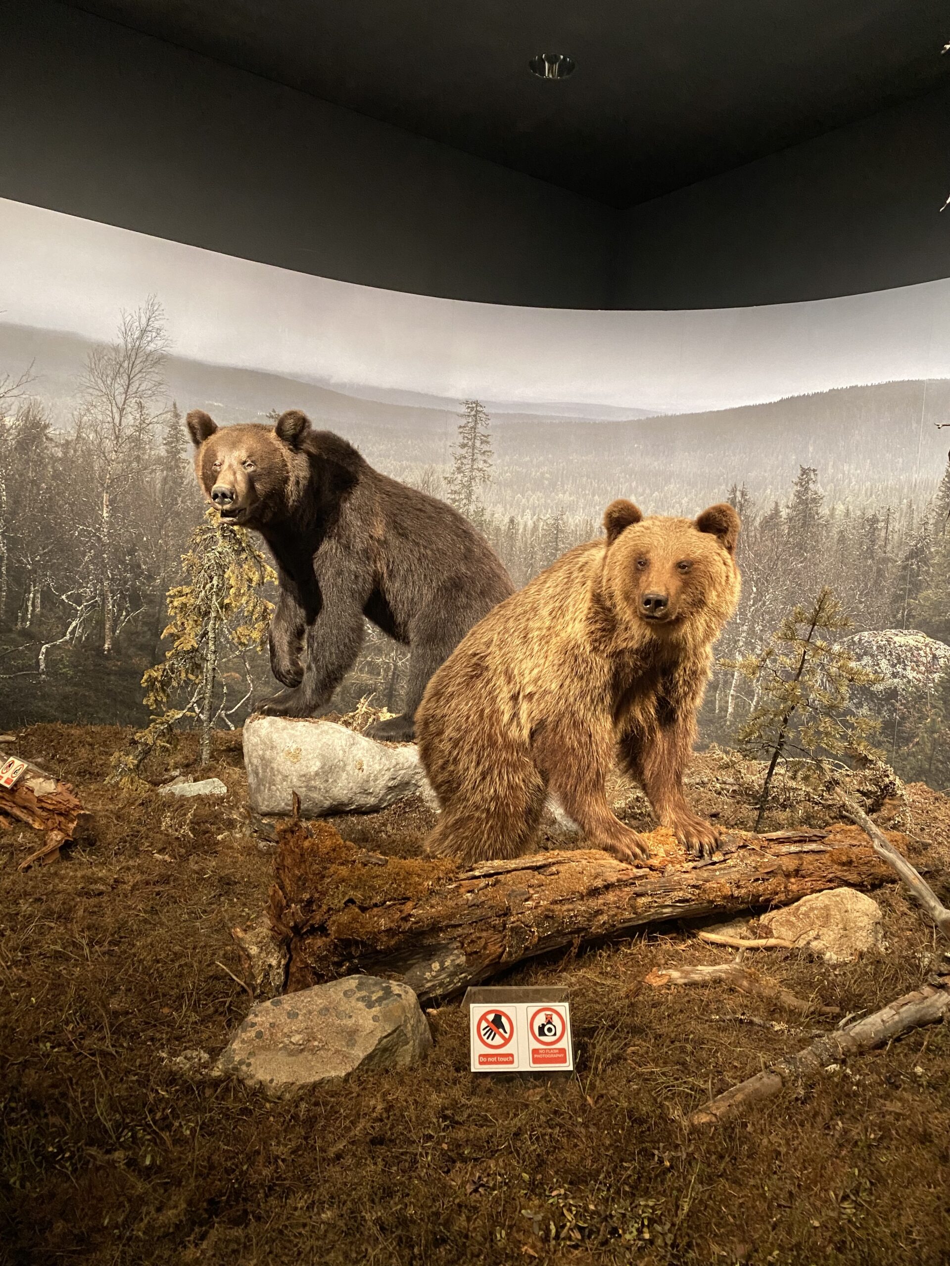 Arktikum Museum Beren