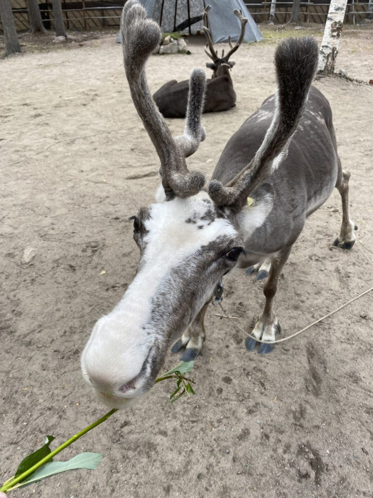 Rendieren voeren Fins lapland zomer